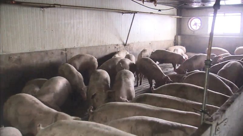 韓國發生首例非洲豬瘟 攜豬肉品入境台灣最少罰20萬