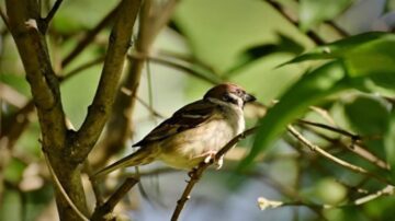 北美洲鳥類數量驟降 50年減少近30億隻