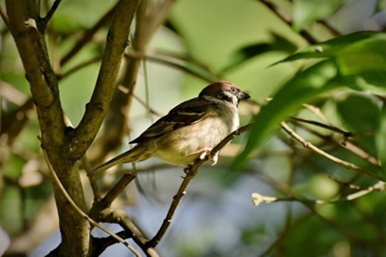 北美洲鳥類數量驟降 50年減少近30億隻
