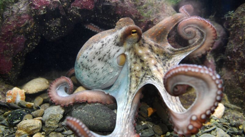 章鱼在睡觉时身体迅速变色 专家：它在做梦