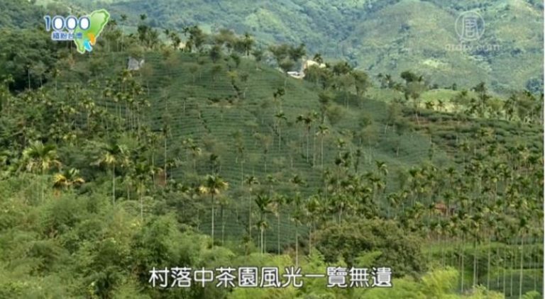 1000步的繽紛台灣：嘉義梅山太興 草本達人和野菜專家來尋寶