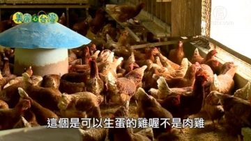 美麗心台灣：放牧雞達人張進義的養雞人生