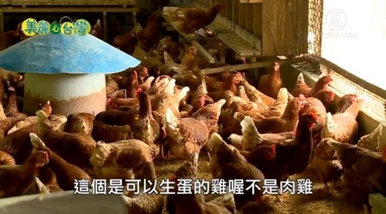 美麗心台灣：放牧雞達人張進義的養雞人生