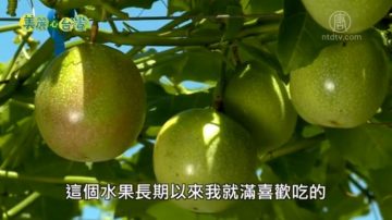 美麗心台灣：挑戰有機百香果 科技人游文賢退而不休