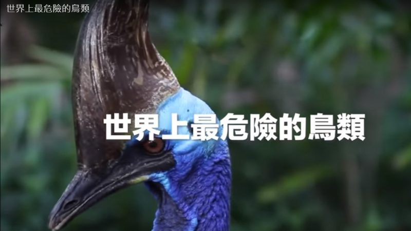 世界上最危险的鸟类 食火鸡（视频）