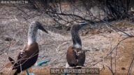 極度稀有的奇特生物 藍腳鰹鳥（視頻）