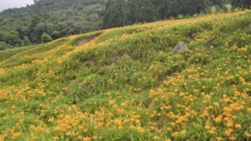 赤科山金針花滿開  金色花海好療癒