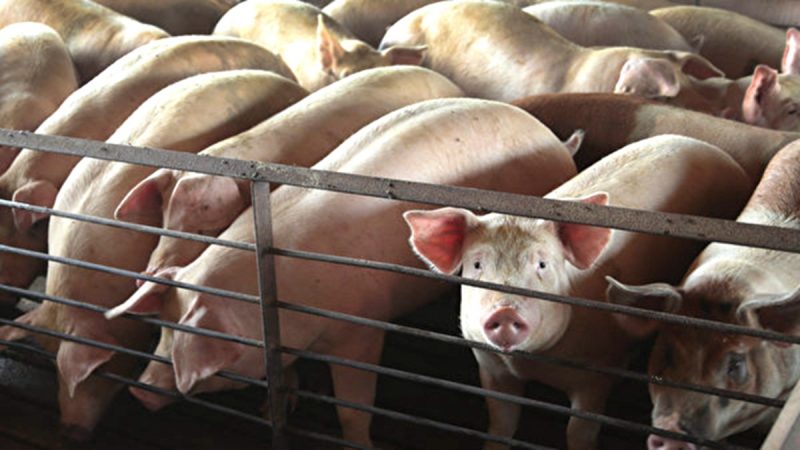 猪肉危机蔓延广西 南宁每人限购2斤