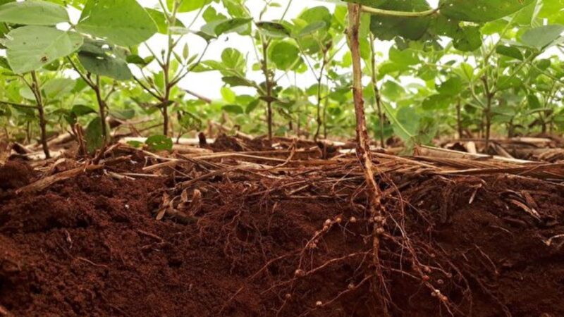 土壤微菌对植物抗病能力起关键作用