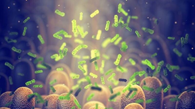 研究：微菌群体采用“善者生存”法则