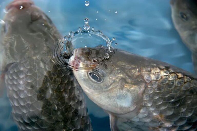 研究：魚類的痛感與哺乳動物幾乎完全一樣