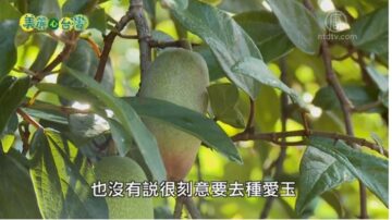 美丽心台湾：张明章中校退休 种植平地爱玉有成