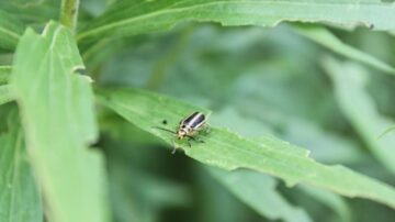 研究：植物具有跨种属通用警讯“语言”