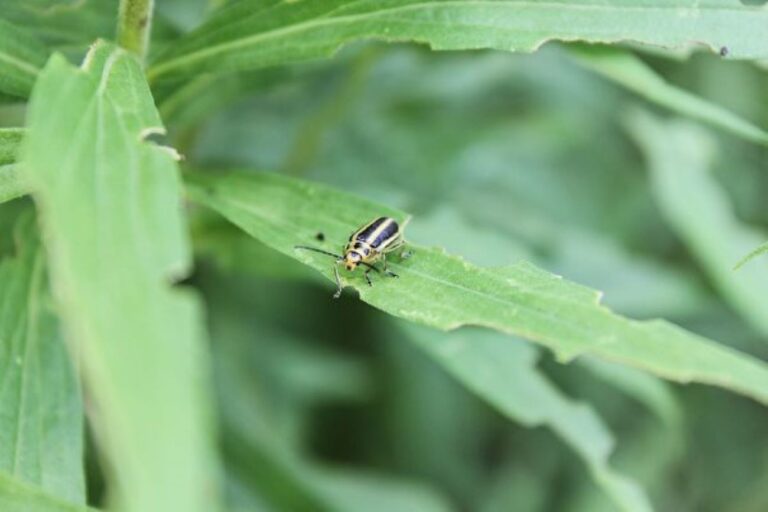研究：植物具有跨種屬通用警訊「語言」