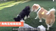為什麼狗狗要這麼做？（視頻）