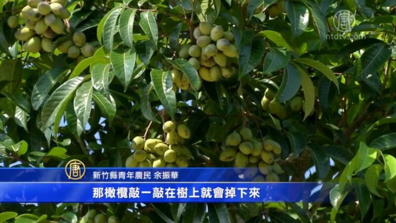 橄榄季流星雨体验 台湾宝山“绿宝石”特产