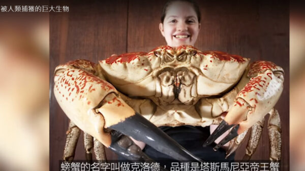 被人类捕获的巨大生物螃蟹克洛德 视频 新唐人中文电视台在线
