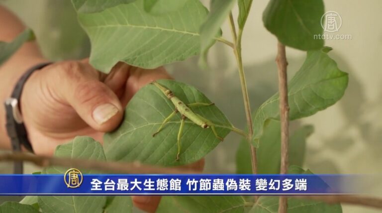 全台最大生態館 竹節蟲偽裝 變幻多端