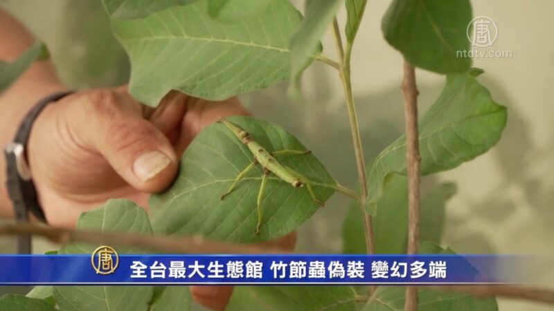 全台最大生态馆 竹节虫伪装 变幻多端