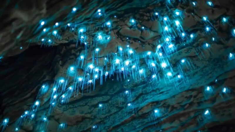 绝美萤火虫洞 —新西兰天然洞穴之美
