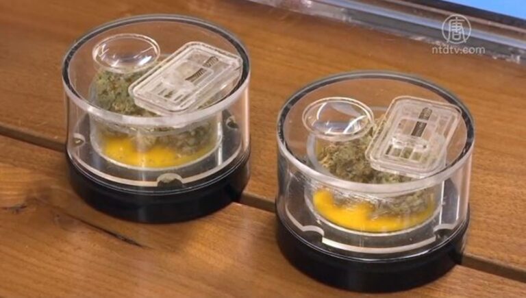 加州大麻黑市猖獗 報告: 政府官員或牽涉其中
