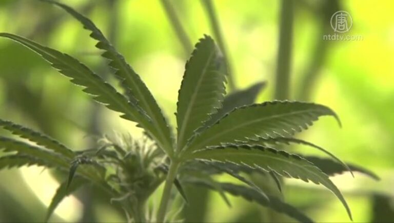 華人區內種大麻賣大麻 公投法案遭民眾抵制