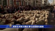 西班牙羊群大遷徙 繁忙街道優先通過