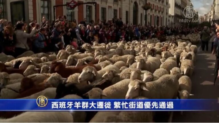 西班牙羊群大遷徙 繁忙街道優先通過