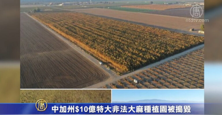 中加州$10億特大非法大麻種植園被搗毀