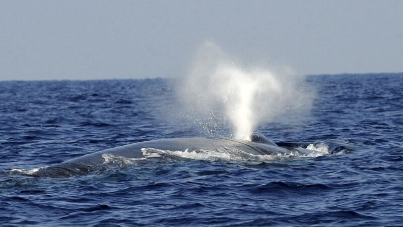 地球上最大动物 蓝鲸的心跳首次被记录到