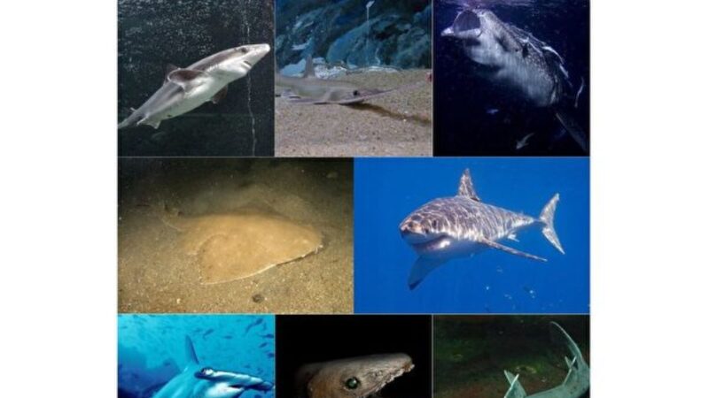 北美發現9100萬年鯊魚化石