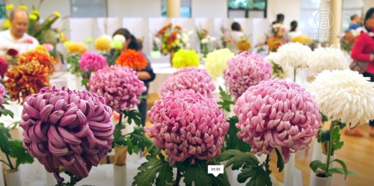承傳古老花卉栽培 硅谷菊花展吸引各族裔