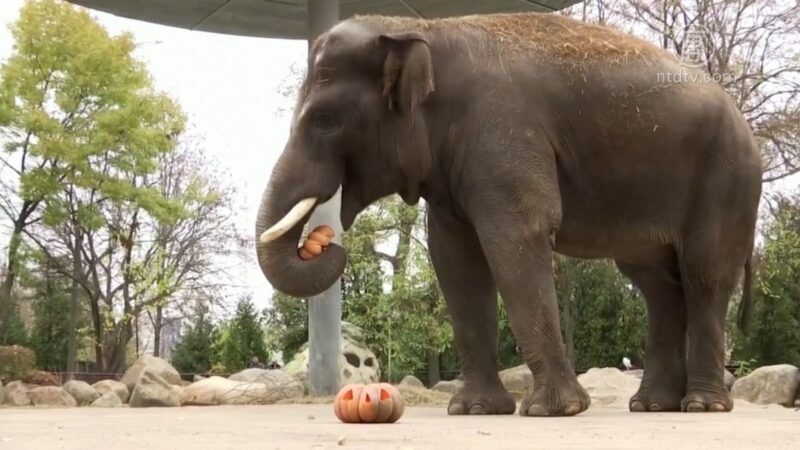 萬聖節南瓜美食 基輔動物園「居民」的禮物