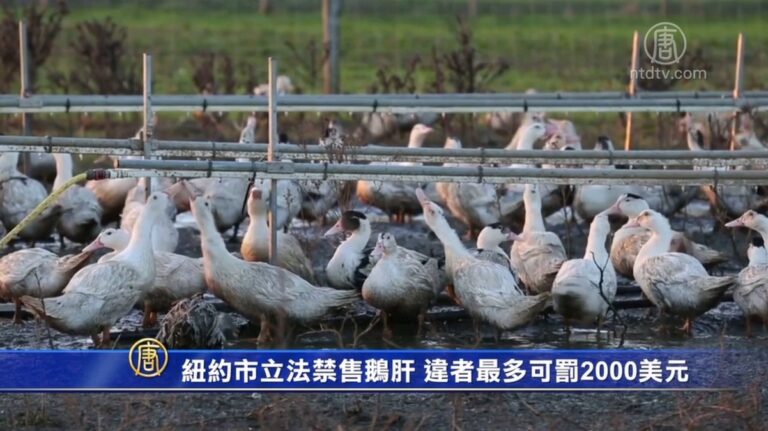 紐約市立法禁售鵝肝 違者最多可罰2000美元