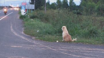 走失忠犬原地苦等4年 見到主人卻轉身離去