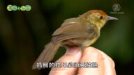 美麗心台灣：繫放鳥人胡登雄夫婦 堅持不懈的鳥類調查