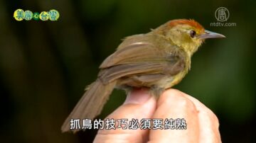 美丽心台湾：系放鸟人胡登雄夫妇 坚持不懈的鸟类调查