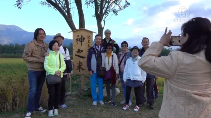 池上「神之米」因區塊鏈躍上國際的金黃稻田