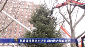 紐約最大節日慶典 林肯廣場聖誕樹送到