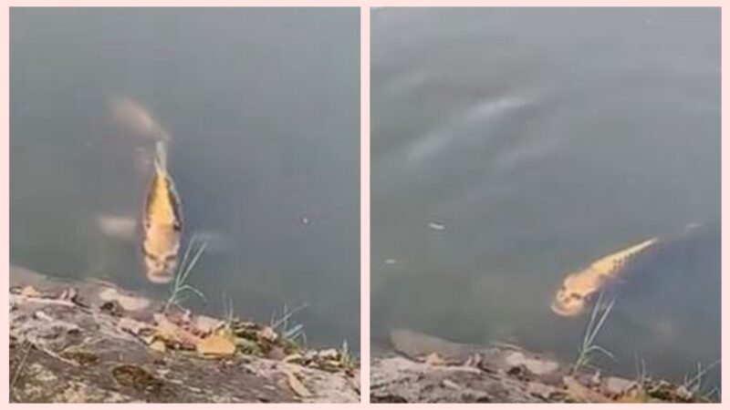 雲南湖裡驚現「人魚」 人面魚身嚇壞遊客（視頻）