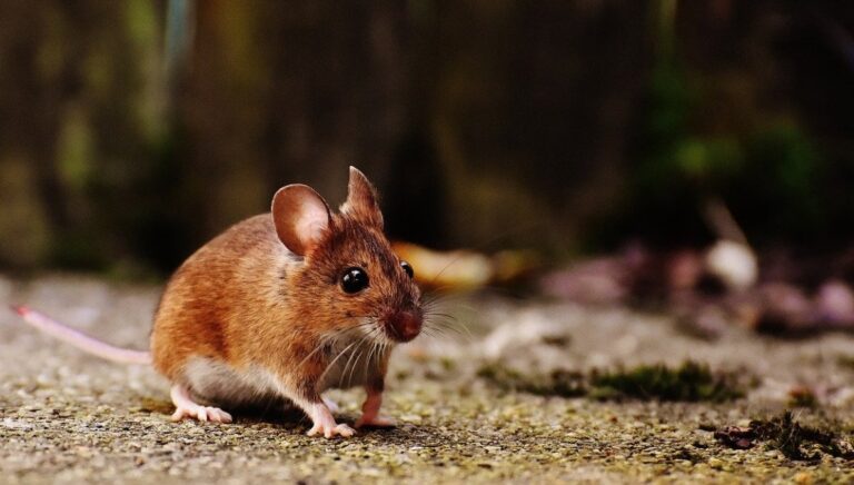 死亡動物檢出鼠疫陽性 北京恐慌建三道「防火牆」