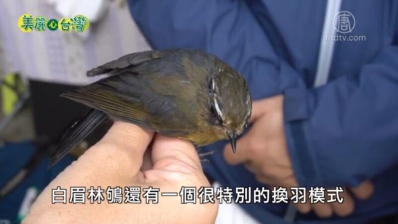 美麗心台灣：繫放鳥人林瑞興 高海拔鳥類生存調查