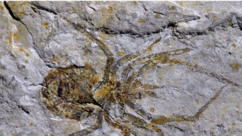 中國學者以假蜘蛛化石發表論文 遭專家拆穿