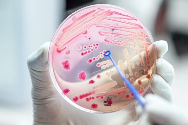 研究：細菌通過彼此聯繫躲避抗生素