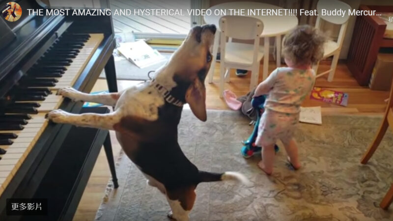天才狗自彈自唱 2歲小主人伴舞逗樂500萬人（視頻）