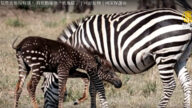 肯亞罕見小斑馬 有斑點卻沒有「斑馬線」（視頻）
