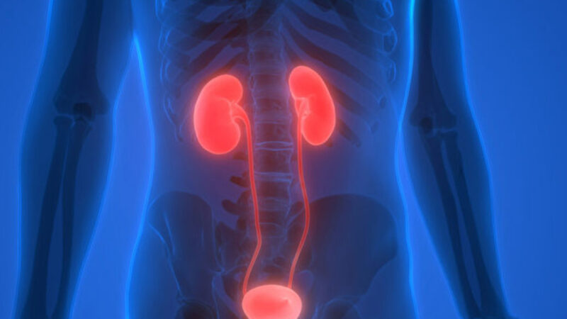 腎臟負責排出「體內廢物」 保養腎臟的7個方法（組圖）