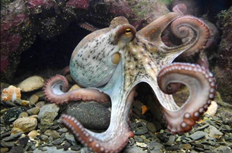 章魚在睡覺時身體迅速變色 專家：牠在做夢（視頻）