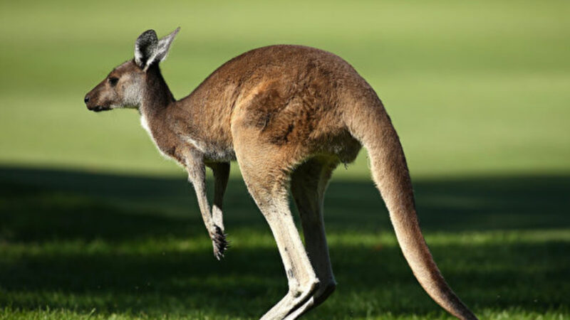 澳洲袋鼠打架 两条后腿可腾空飞踢（视频）