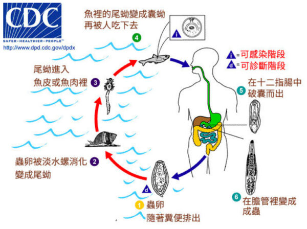 別再吃生魚了 這種寄生蟲會致癌